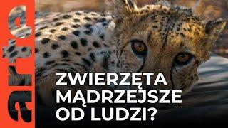 Czy zwierzęta są mądrzejsze od nas? | ARTE.tv Dokumenty [LEKTOR]