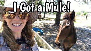 I GOT A MULE! Meet Pancake!