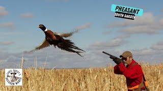 Spectacular pheasant hunting in South Dakota