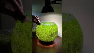 Cleaning algae in a planted tank