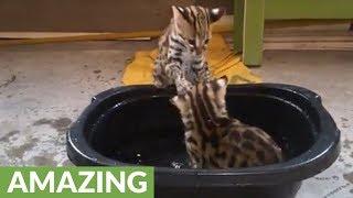 Wild Asian leopard cats play in water for first time