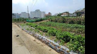 [부동산백화점]377.목포토지매매 목포땅매매 목포부동산 목포전원주택지매매 목포자연녹지토지매매 목포카페부지매매 목포가든부지매매 목포도시형전원주택지매매 목포주택지매매