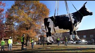 Watch as Kadie the Cow arrives at her new home in Columbus, GA