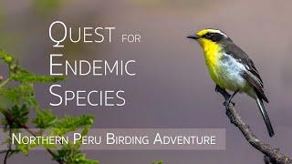 Northern Peru Birding Adventure | Birds of Peru | 4/5