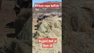 Biggest bull of them all ! (African cape Buffalo)