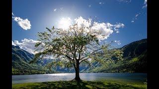 Exploring the Tree of Life - 2018 Online Emotional Healing Training Module 4 Lesson 7