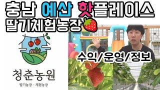 예산시장 주변(충남 예산) 핫한 딸기체험농장! 청춘농원 방문! 사장님의 운영/정보 공개 #비닐하우스 #딸기체험 #예산