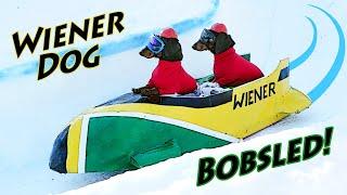 Ep 7. Wiener Dog BOBSLED - Funny Dogs in a Bobsled!