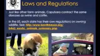 Law Enforcement on Wild Capybara