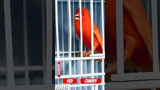 Red canary/canário vermelho #lovebird #kenari  #bird