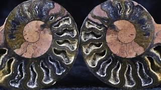 Peter Mungo Jupp: Electric Transmutation | Space News