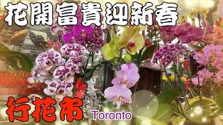 行花市花開富貴 買年花 [花寶花店] CJS Flowers #蘭花 #菊花 #情人節 #玫瑰`