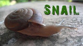 SNAIL move : Animal Video