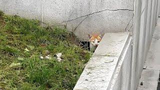 Two Kittens Were Hidden in a Roadside Hole, Meowing with Hunger!