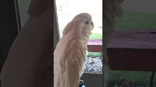 The subdued dance stylings of Benjamin the Best Bird