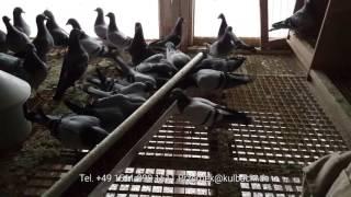 Kulbacki Champion Pigeons High Quality 2016 old Champions and young