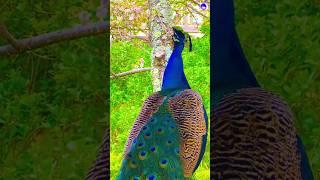 Peacock call #amazingpeacock #shorts #kalachashma #hindisong #bdsports