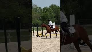 Canter!! #horse #equestrian #canter #riding #shorts #fyp
