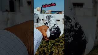 Kabutar | all about pigeons tips | all new kabootar tips and tricks  #shorts