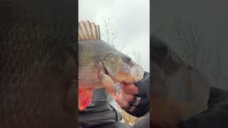 Я Випустив Великого Окуня і Загадав Бажання! #shorts  #fishing #рибалка