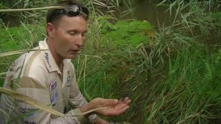 Fishing The Edge, Bass on Surface Poppers