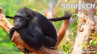 Wild life with Sonitech led tv