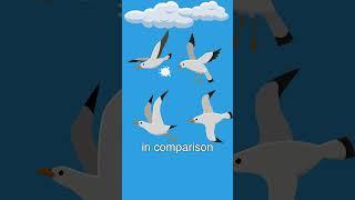 Why Bird Poop Is White?‍⬛