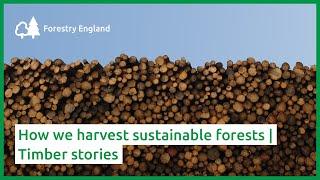 How we harvest sustainable forests | Timber stories