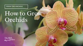 How to Grow Orchids