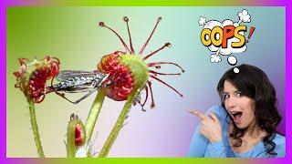 The 10+1 most dangerous carnivorous plants in the world