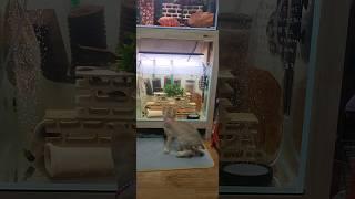 브리티숏헤어 사냥본능 #cat #고양이 #수조 #사냥 #브리티쉬숏헤어 #بلی #billi #猫