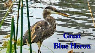 Great Blue Heron fishing @ North Pond Lincoln Park Chicago | Inner City Birding