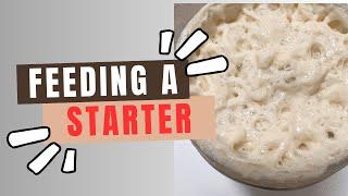 Easy way to Feed and Maintain your Sourdough Starter