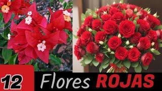 12 Flores ROJAS muy Bonitas con nombres