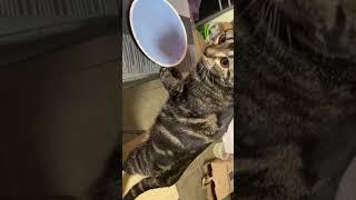 Cat caught red handed licking plate off kitchen table and doesn't care #shorts