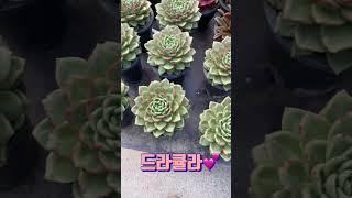 짱짱하게 이쁜 국민다육 드라큘라️ plants #succulent #블루엘프 #민이네다육 #garden #국민다육 010-6863-0625