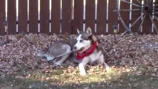 Meet Maxie (Pekingnese), Kyzak & Rydik (Siberian Huskies) playing in leaves.