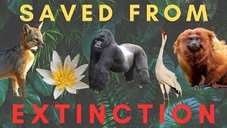 5 Species SAVED from EXTINCTION (Part 3)