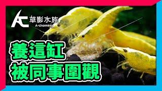 最有人氣8種小蝦，通通養在辦公室小蝦缸｜AC草影水族 [ CC字幕 ]