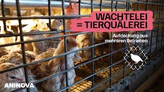 Wachtelei = Tierquälerei