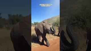 Curious elephant greeting us | South Africa | #africanwildlife #wildlife #elephant