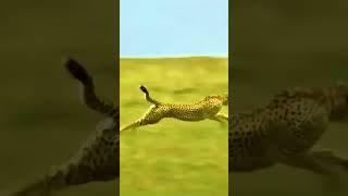 Lightning Fast: Cheetah's Thrilling Hunt for an Antelope! #animals #hunting