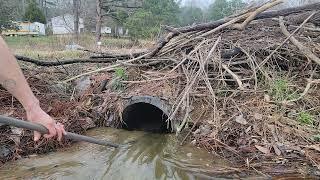 Big lake Beaver blockage of the drain pipe