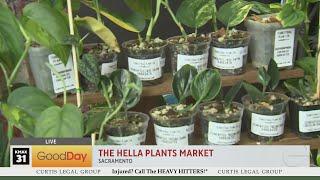 The Hella Plants Market!