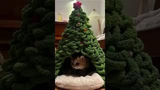 Feliz NAVIDAD!