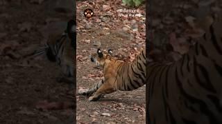 Beautiful Tigress Shakti Cub Ranthambore #shorts #discoverwildpaws