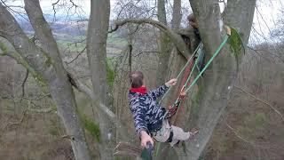 Climbing the UK's tallest native tree at 45m