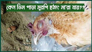 ডিম পাড়া মুরগির সঠিক চিকিৎসা। Desi Poultry Medicine