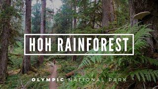 Backpacking the HOH RAINFOREST | 3 Day Adventure in OLYMPIC NATIONAL PARK | With 4K VIRTUAL Hiking