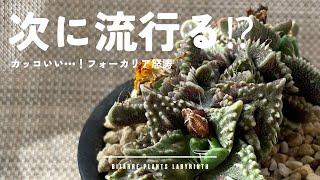 【塊根植物/多肉植物】アロエの次に流行ってほしいフォーカリア怒涛